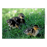 Duckling Parade cards