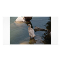 Duckling photo card