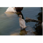 Duckling photo sculpture