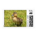 Duckling Postage postage
