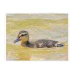 Duckling postcards