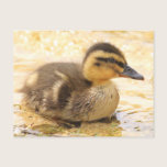 Duckling postcards