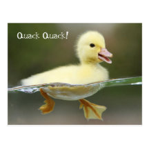 Duckling -  Quack Quack! Postcards