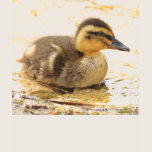 Duckling t-shirts