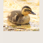 Duckling t-shirts