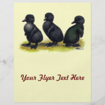 Ducklings Black Cayuga Flyer