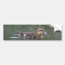 Ducklings bumper sticker