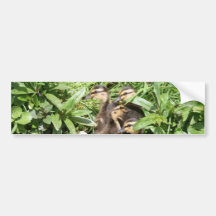 Ducklings Bumper Sticker