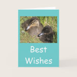 Ducklings cards