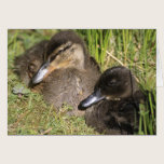 Ducklings cards