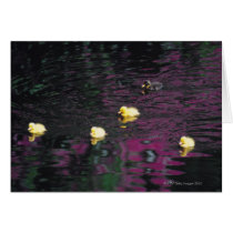 ducklings card