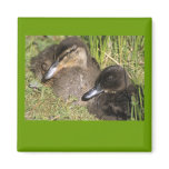 Ducklings Fridge Magnet