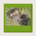Ducklings magnets
