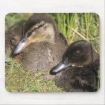 Ducklings mousepads