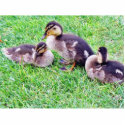Ducklings On The Grass photo sculptures
