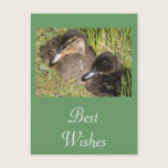 Ducklings postcards
