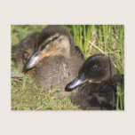 Ducklings postcards