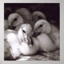 Ducklings posters