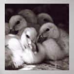 Ducklings posters