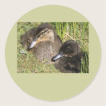 Ducklings stickers