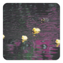 ducklings square stickers