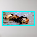 Ducks 1 Poster posters