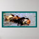 Ducks 3 Poster posters