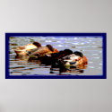Ducks 4 Poster posters