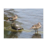 Ducks and Turtle in The Woodlands, TX Post Cards