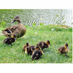 Ducks Animals Acrylic Cut Outs