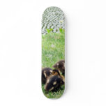 Ducks Animals Skate Boards