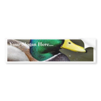 Ducks Bills Bumper Stickers