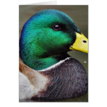 Ducks Bills Greeting Cards