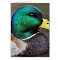 Ducks Bills Greeting Cards