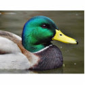 Ducks Bills photo sculptures