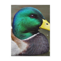 Ducks Bills Post Cards