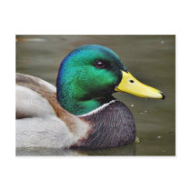 Ducks Bills Postcards