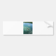 Ducks Bumper Stickers