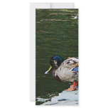 Ducks by the Pond rack cards
