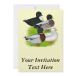 Ducks:  Call Quartet invitations