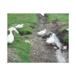 Ducks Canvas Prints