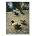 Ducks cards