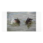 ducks diving photo card photo cards