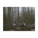 DUCKS DUNKING MALLARDS postcards