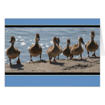 Ducks Greeting Card