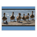 Ducks Greeting Card