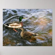 Ducks in the Boston Public Garden Posters