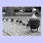 Ducks in the Public Garden - Boston postcards