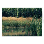 Ducks in Wetland cards