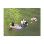 DUCKS - MALLARD TRIO postcards